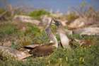 Red-footed booby dancing while courting. Galapagos Islands, Ecuador. Art Print